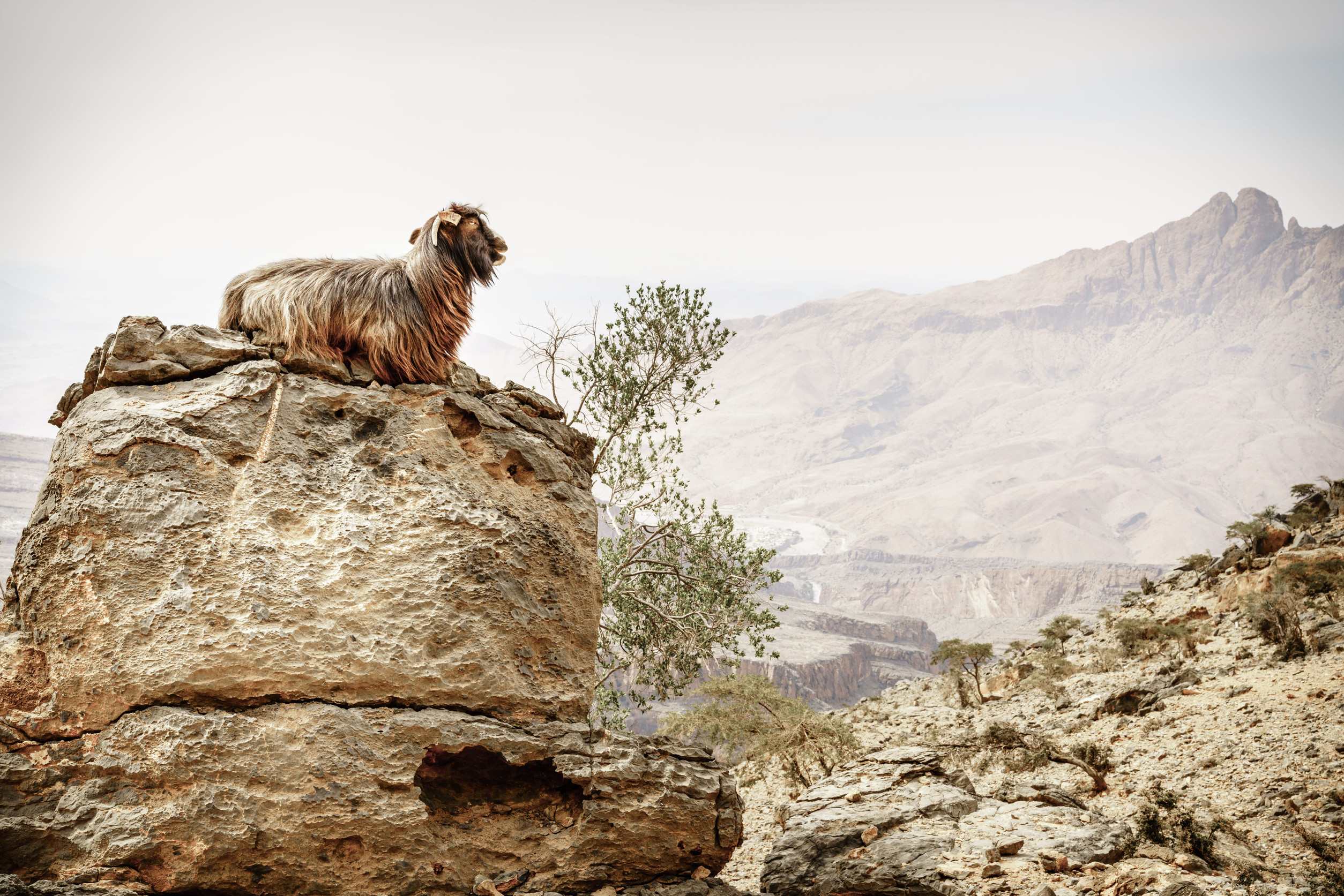 Arabian tahr resting on Jebel Shams rocks, Oman