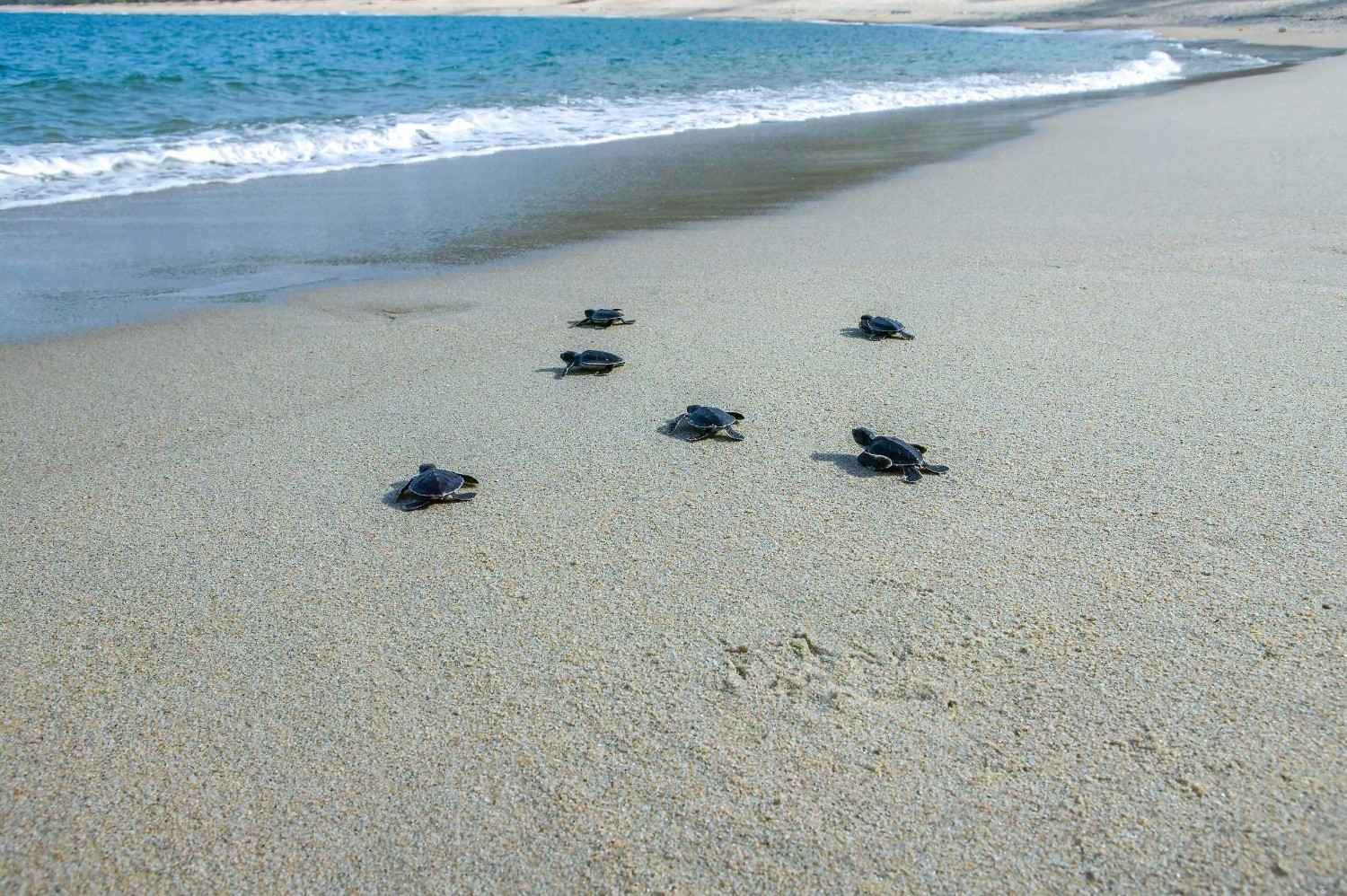 Baby Sea Turtles Heading To The Ocean