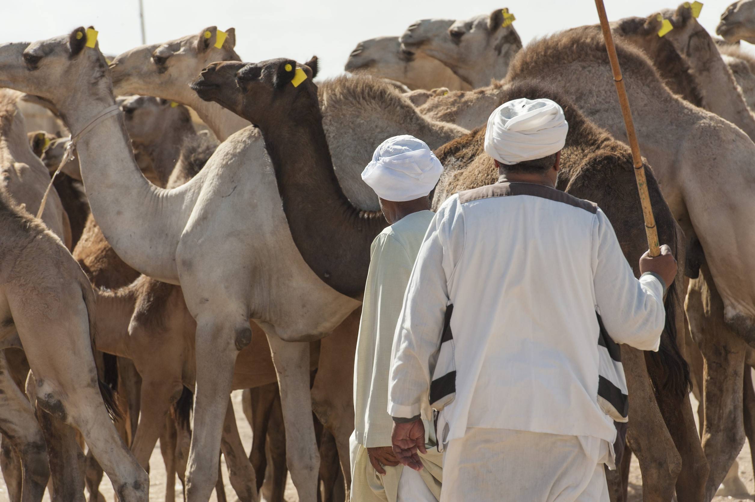 Camel Market Oman