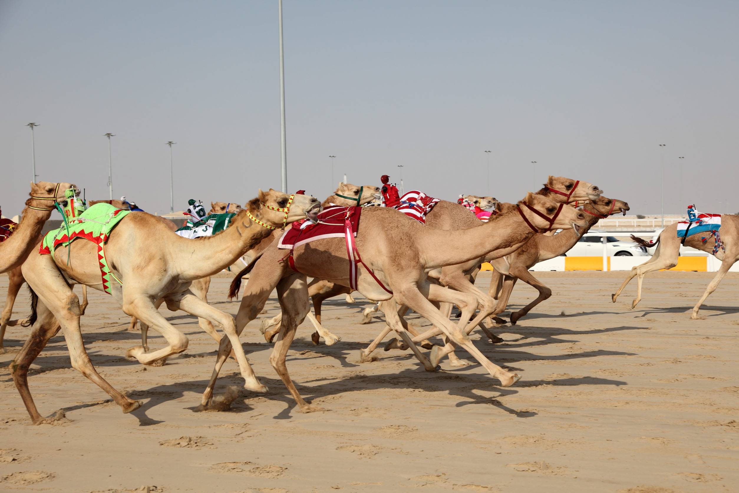 Camel Race Festival In Oman