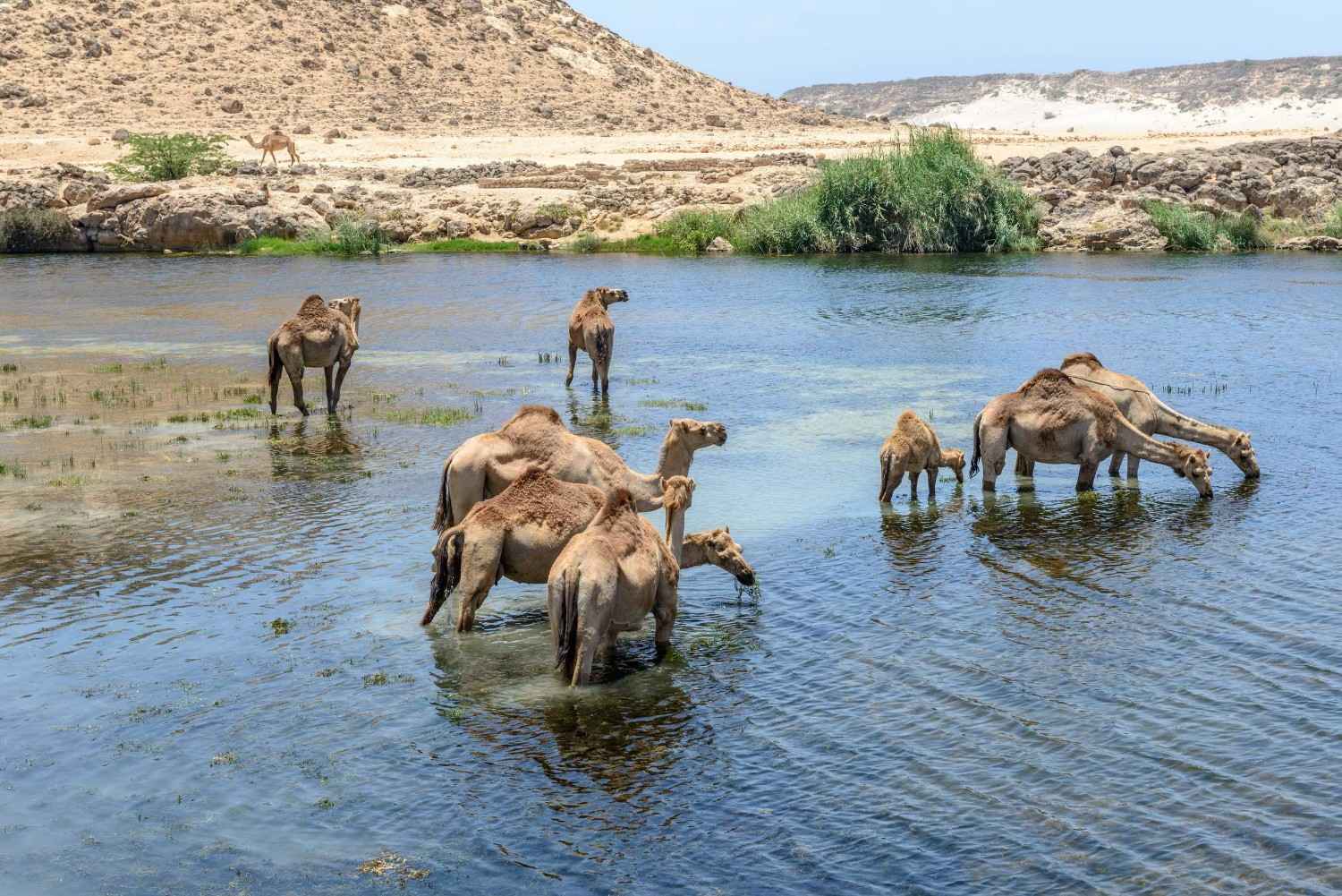 Camels Drinking At Wadi Darbat