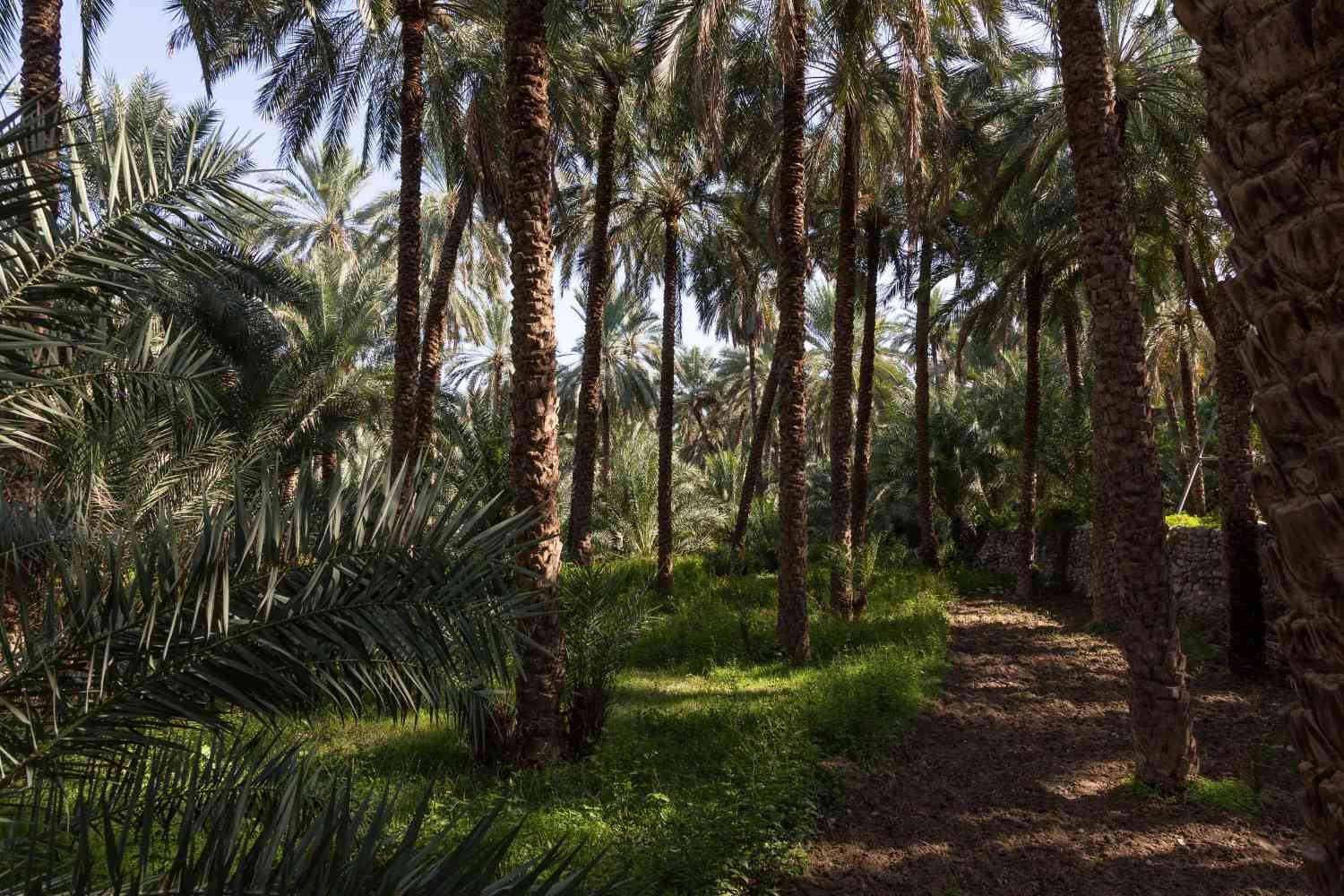 Date Palm Plantations In Oman