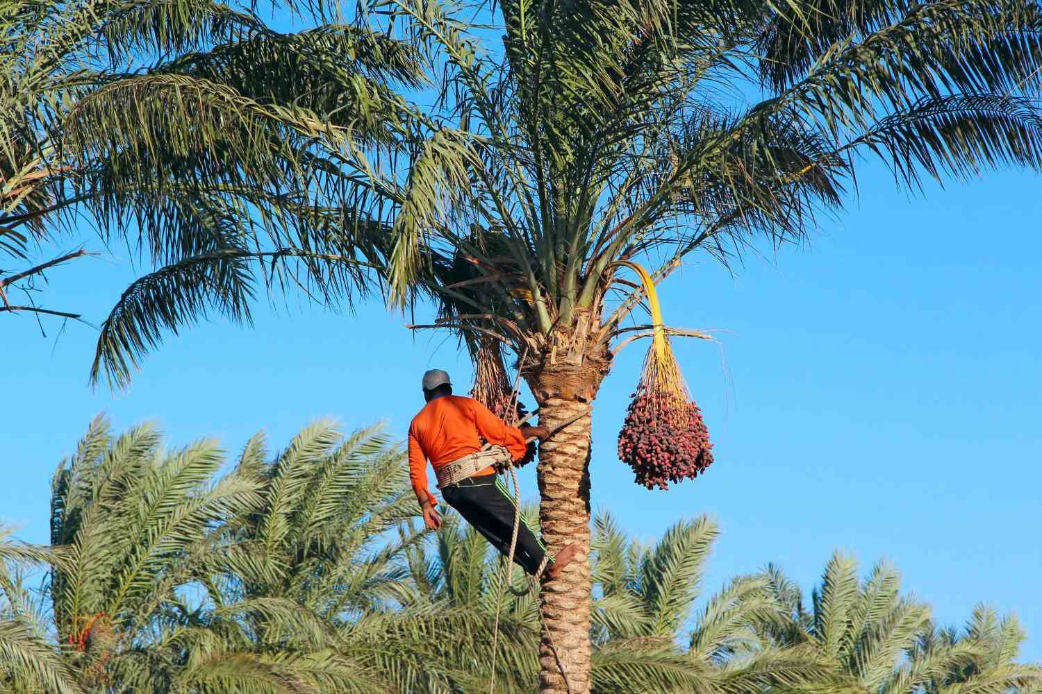 Farmer Harvesting Dates From Palm Tree