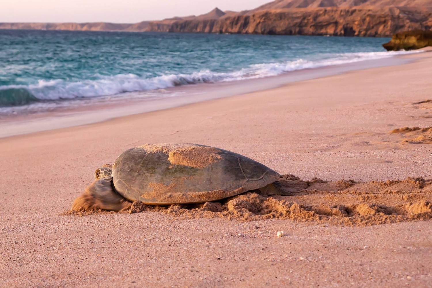 Ras Al Jinz Turtle Reserve