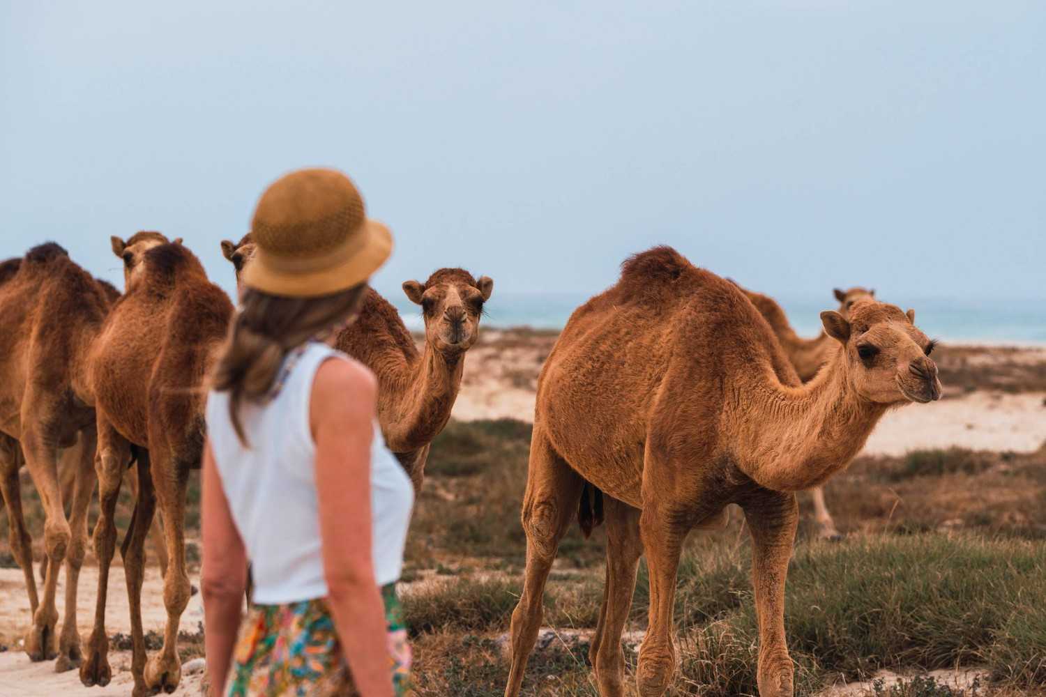 Tourist Watching Camels On Oman Beach
