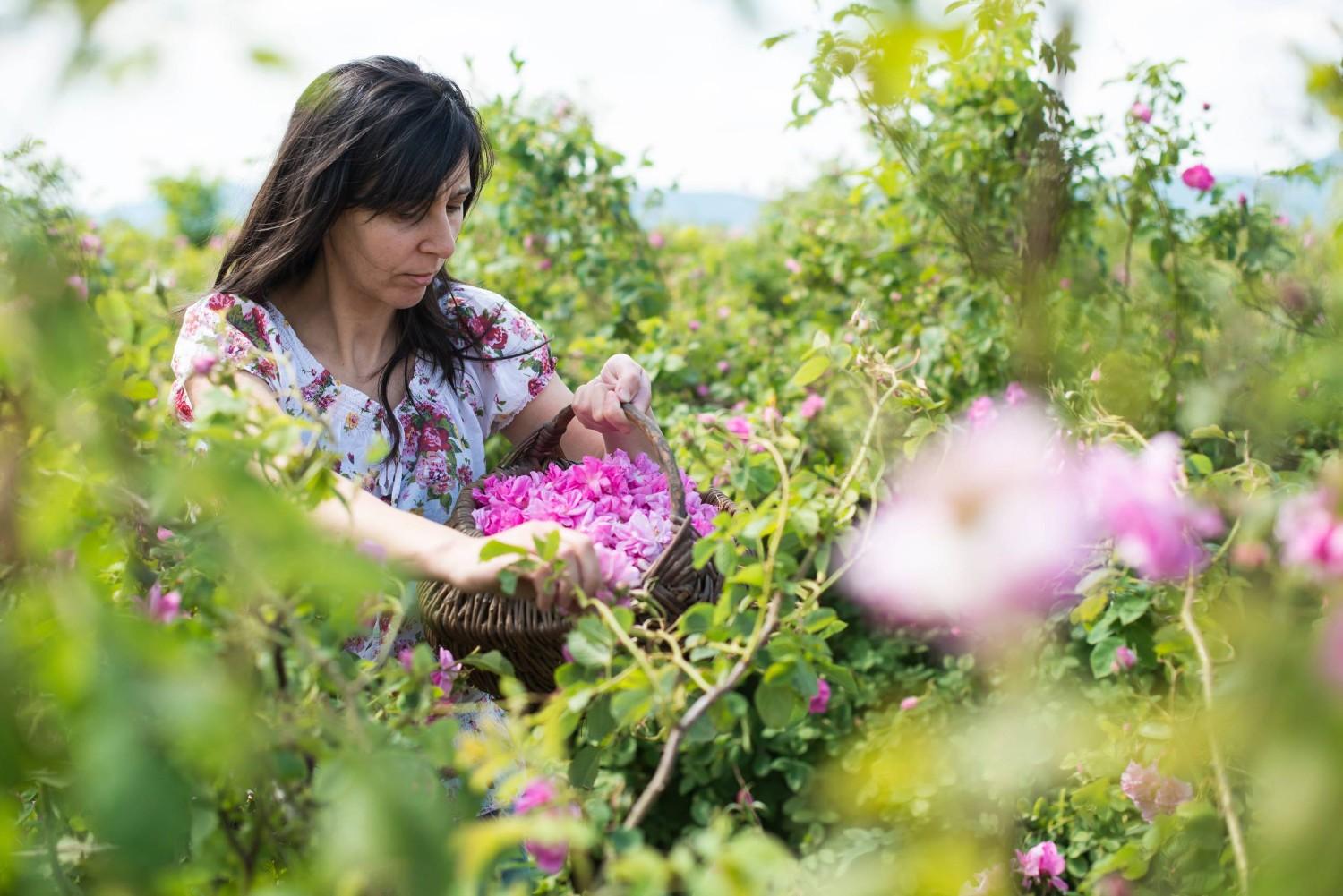Woman Harvesting Roses In Flower Garden